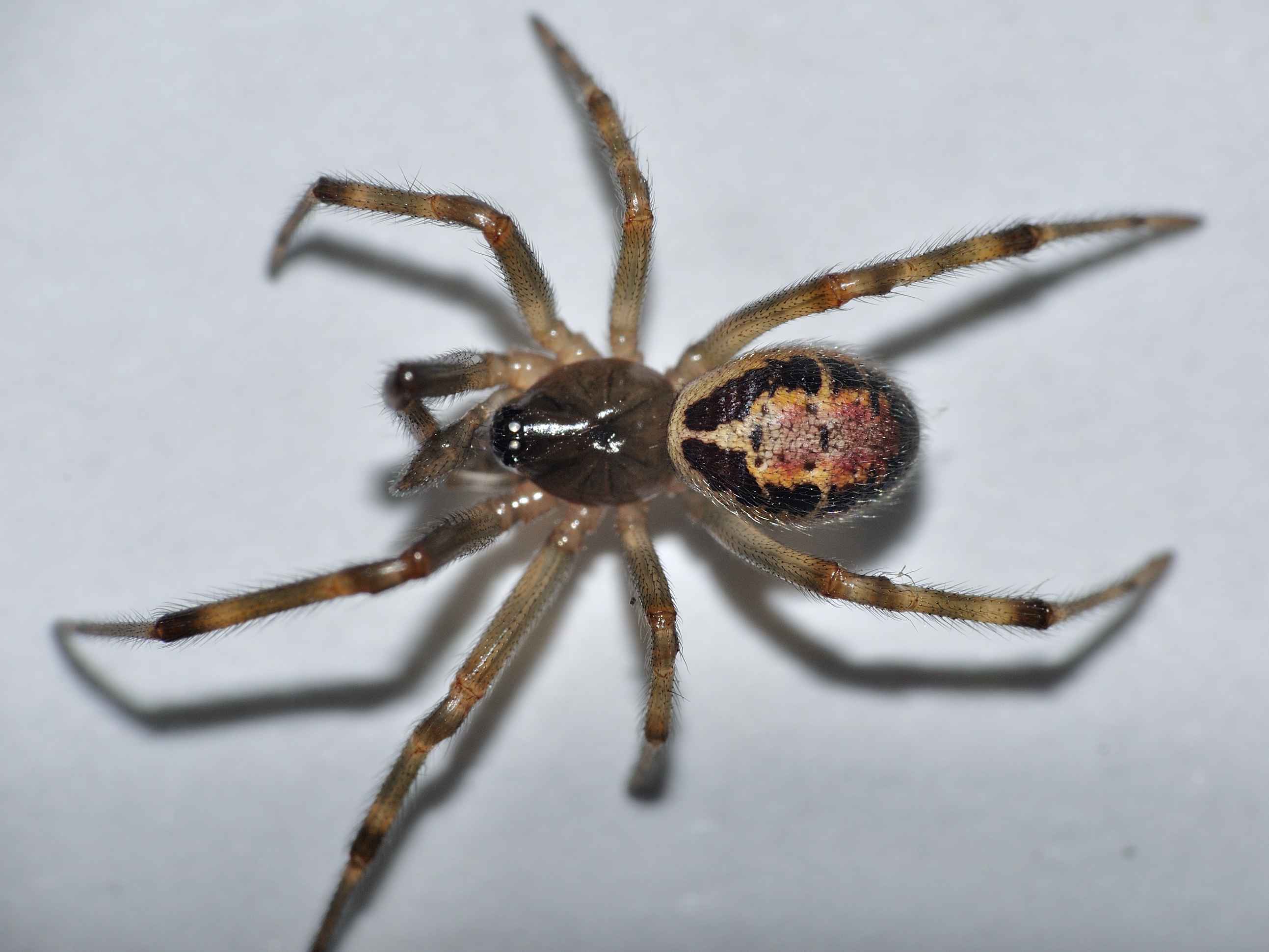 Steatoda nobilis
